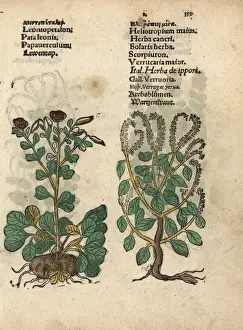 Heliotrope Prints: Leontice leontopetalum and European heliotrope