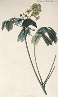 Apiales Gallery: Leontice thalictroides, beechdrops