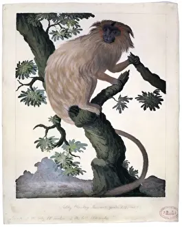 Leontopithecus rosalia, golden lion tamarin