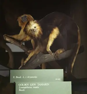 Leontopithecus rosalia, golden lion tamarin
