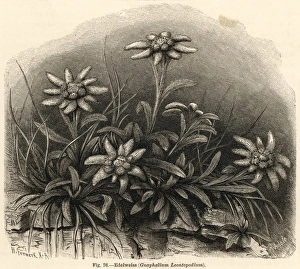 Alpinum Gallery: Leontopodium Alpinum