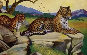 Leopard