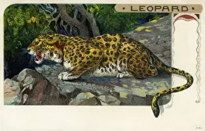 Saharan Prints: Leopard