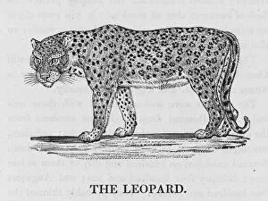 Leopard (Bewick)