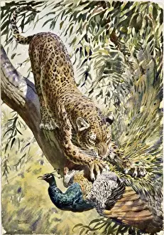 Peacock Prints: A Leopard catches a Peacock