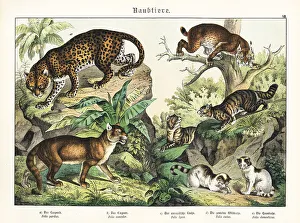 Leopard, cougar, lynx and cats