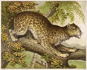 Kronheim Prints: Leopard (Kronheim)