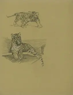 Leopards Prints: Leopard on Ledge and Tiger Cub