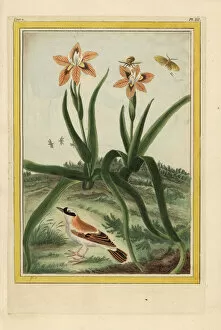 Lily Gallery: Leopard lily, Iris domestica