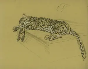 Sheppard Prints: Leopard lying on a ledge