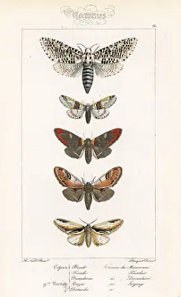 Alexis Collection: Leopard moth, sallow kitten and prominent moths