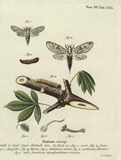 Metamorphosis Collection: Leopard moth, Zeuzera pyrina