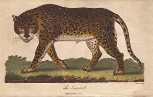 Sibly Prints: Leopard, Panthera pardus