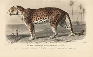 Panthera Collection: Leopard, Panthera pardus