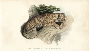 Panthera Collection: Leopard, Panthera pardus. Near threatened