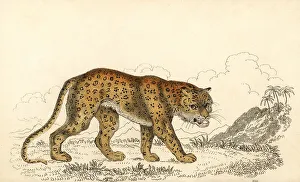 Predator Prints: Leopard, Panthera pardus, vulnerable