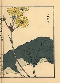 Gardenflower Prints: Leopard plant, Farfugium japonicum