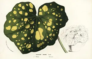 Serres Prints: Leopard plant or tsuwabuki, Farfugium japonicum