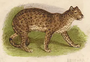 Leopard Profile View