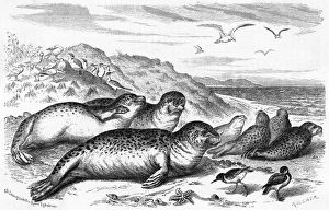 Seals Gallery: Leopard Seal