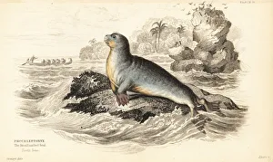 Carnivora Collection: Leopard seal, Hydrurga leptonyx