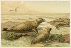 Animals Gallery: Leopard Seals C1880