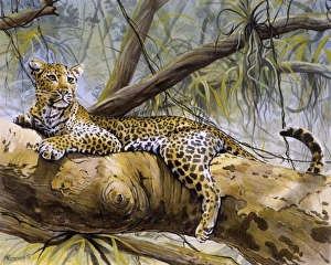 Wildlife Gallery: A Leopard sitting in a tree