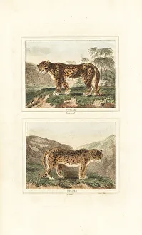James Smith Barr Prints: Leopard and snow leopard