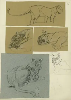 Leopards Prints: Leopard Studies