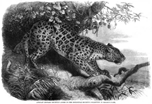Panthera Collection: Leopard up a Tree