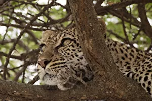 Images Dated 11th February 2011: Leopard - in a tree looking for prey