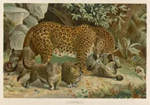 Leopard and its Young