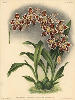 Iconography Gallery: Leopardinum variety of Odontoglossum Adrianae hybrid orchid