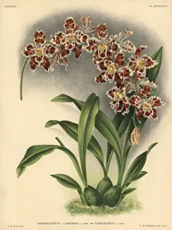 Hothouse Prints: Leopardinum variety of Odontoglossum Adrianae hybrid orchid