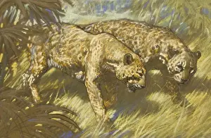 Leopards Prints: Two Leopards in the African bush