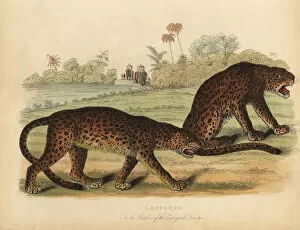 Panthera Collection: Leopards, Panthera pardus