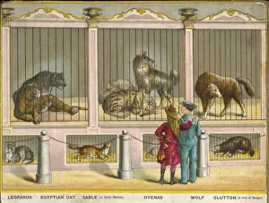 Leopards and Wolfs Zoo