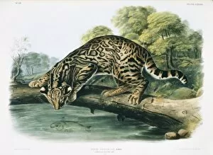 Agile Gallery: Leopardus pardalis, ocelot