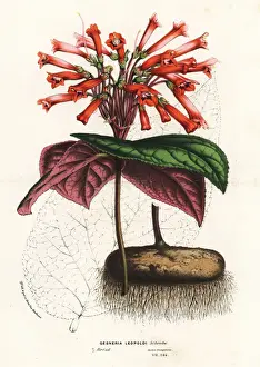 Leopolds gesneria, Gesneria leopoldii