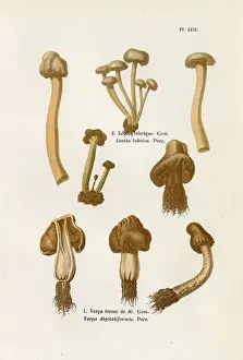 Mushrooms Prints: LEOTIA LUBRICA VERPA DIGITALIFORMIS (edible) Date: 1876