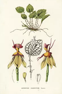 Ecuador Collection: Lepanthes calodictyon orchid