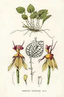 Ecuador Prints: Lepanthes calodictyon orchid
