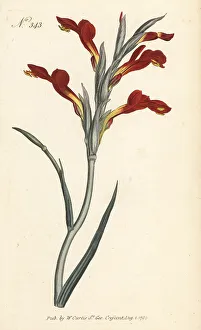 Lepelblom, Gladiolus cunonius