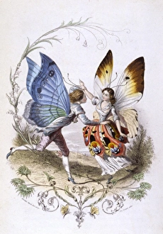 Lepidoptera Collection: Lepidoptera Dance