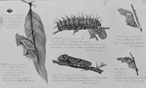 Larvae Prints: Lepidoptera larvae from Queensland, Australia