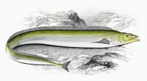 Caudatus Prints: Lepidopus caudatus, or Scabbard Fish