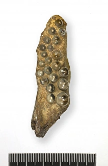 Agassiz Gallery: Lepidotes mantelli Agassiz, lepidotes tooth plate