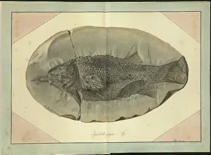 Dinkel Prints: Lepidotus gigas Agassiz