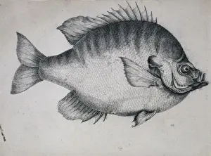 Osteichthyes Prints: Lepomis macrochirus, bluegill