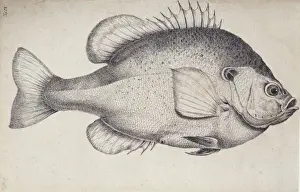 Perciform Prints: Lepomis microlophus, redear sunfish